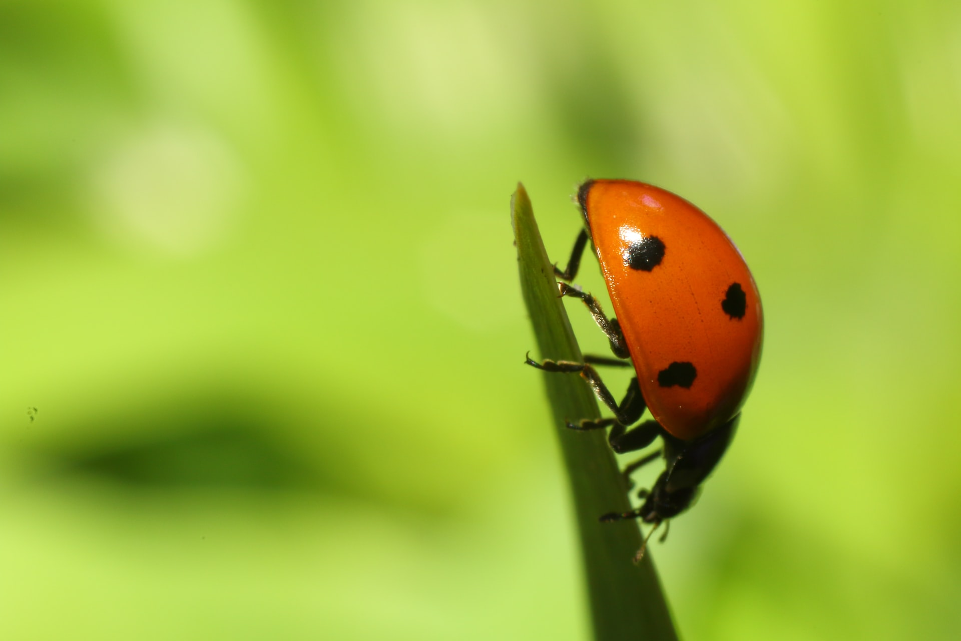 Ladybug